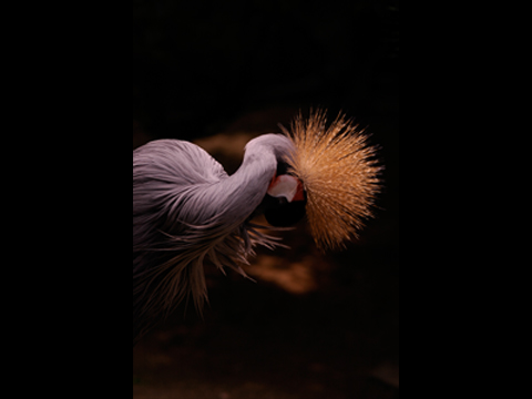 Grey crowned crane #02