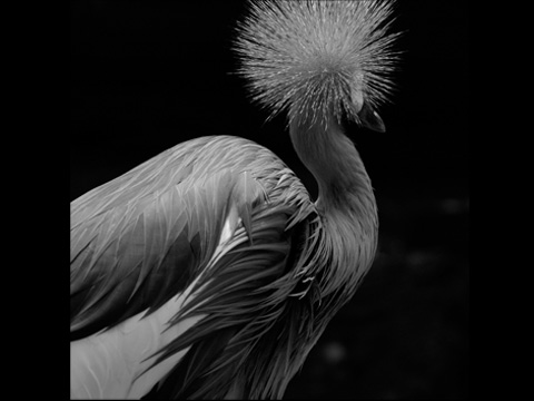 Grey crowned crane #03